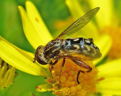 Anasimyia transfuga